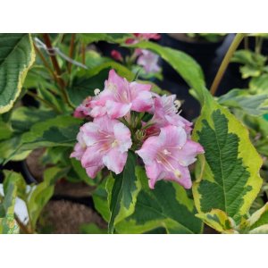 Vajgela kvetnatá (Weigela florida) ´LOOYMANSII AUREA´ - výška 40-60 cm, kont. C7.5L